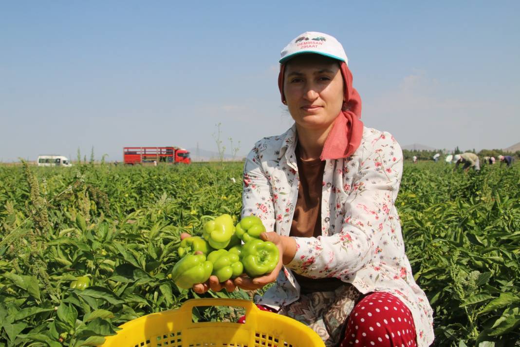 Arpa, nohut, şeker üretimiyle ünlü ilçede bu yıl ilk defa ekildi: Hasadı yüz güldürdü 2